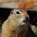 A ground squirrel sticking its tongue out.